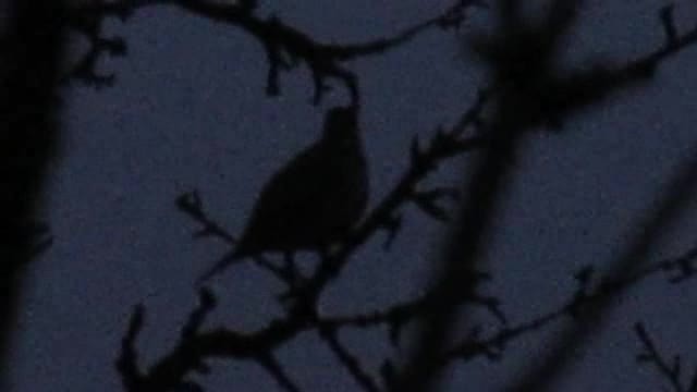 Song Thrush - ML201878051