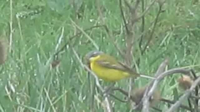 Western Yellow Wagtail (flava) - ML201878491