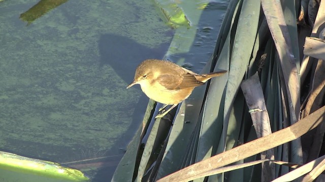 Australian Reed Warbler - ML201878581