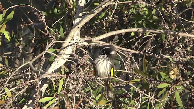 New Holland Honeyeater - ML201878591