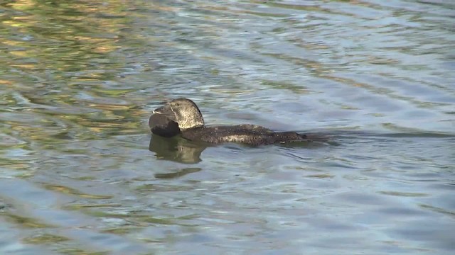 Musk Duck - ML201878611