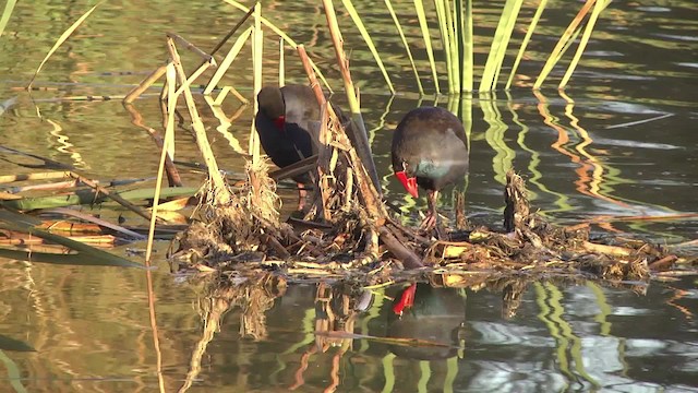 Australasian Swamphen - ML201878621