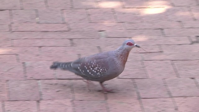 Paloma de Guinea - ML201878631