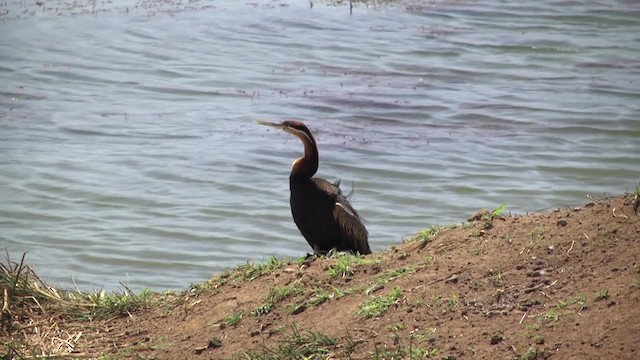 アフリカヘビウ - ML201878651