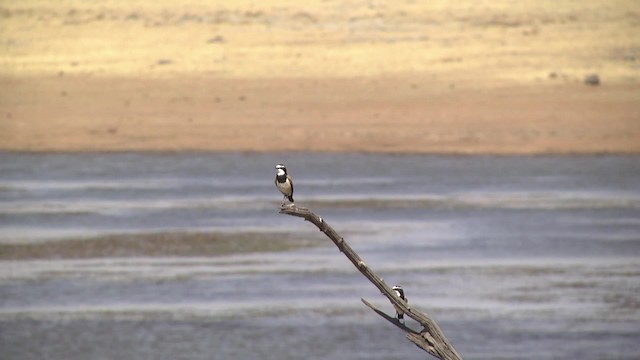 Capped Wheatear - ML201878661