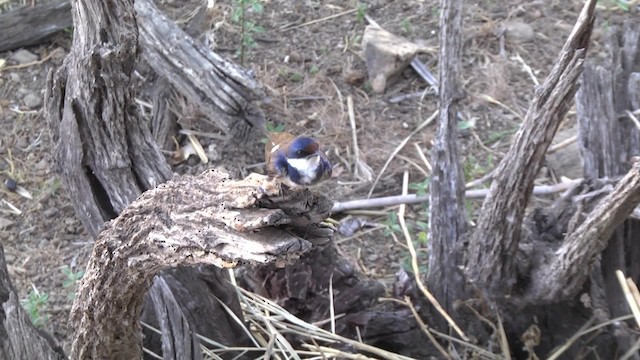 White-throated Swallow - ML201878671