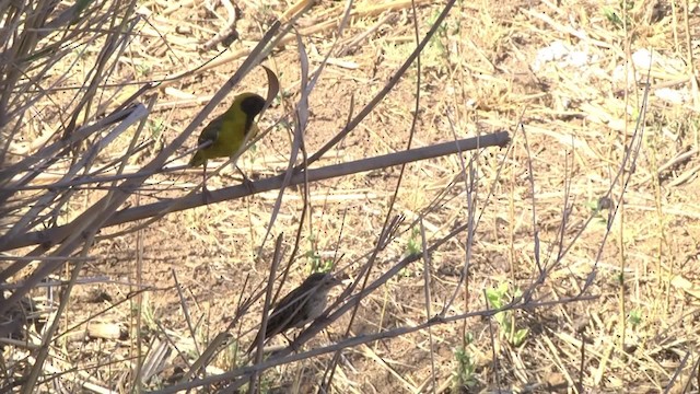 Tisserin gendarme (spilonotus) - ML201878691