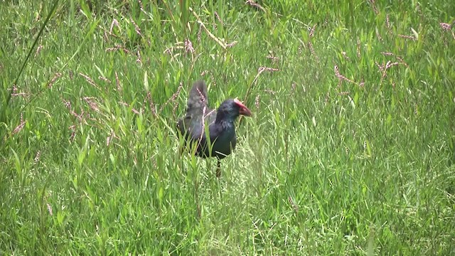 African Swamphen - ML201878701