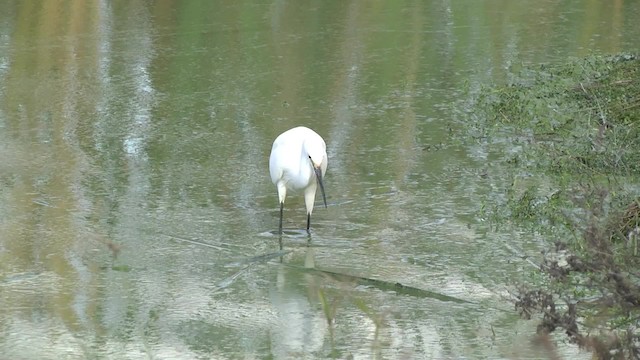 Little Egret (Australasian) - ML201878771