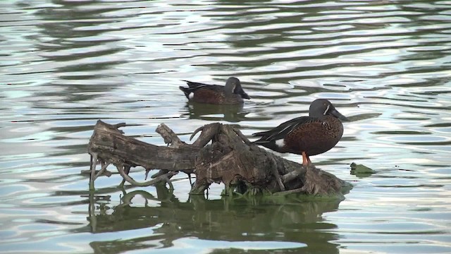 Ahate mokozabal australiarra - ML201878781