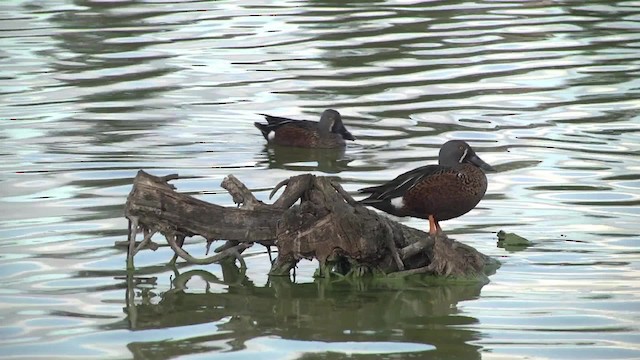 Australasian Shoveler - ML201878781