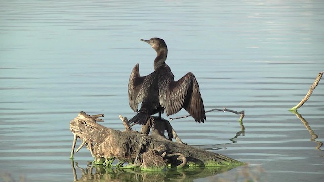 Little Black Cormorant - ML201878791