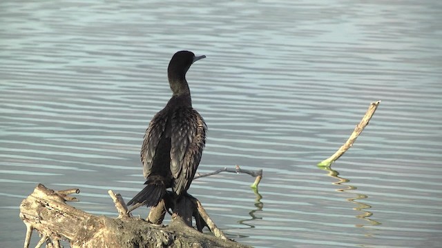 Little Black Cormorant - ML201878801