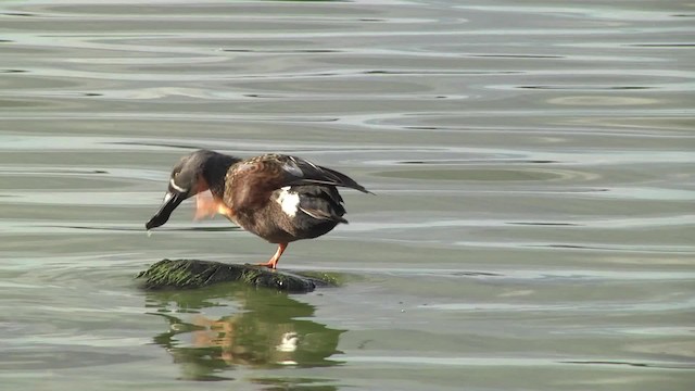 Australasian Shoveler - ML201878821