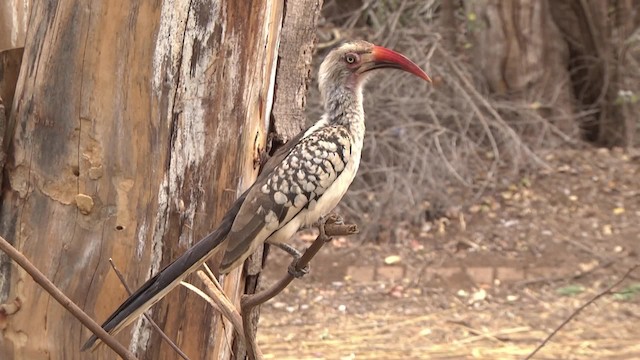 Southern Red-billed Hornbill - ML201878851