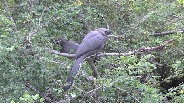 Gray Go-away-bird - ML201878881