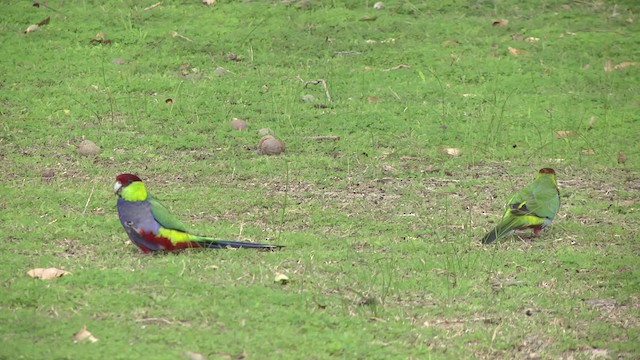 Red-capped Parrot - ML201878921