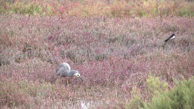 White-faced Heron - ML201878941