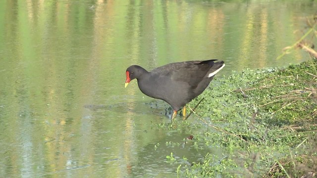 Dusky Moorhen - ML201878951