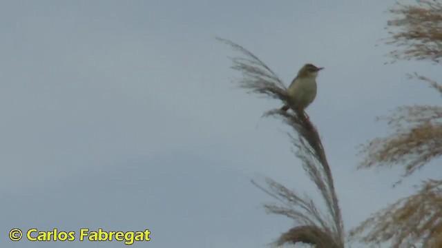 Zitting Cisticola (Western) - ML201878971