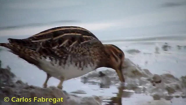 Common Snipe - ML201879051