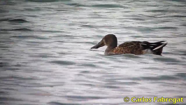 Northern Shoveler - ML201879061