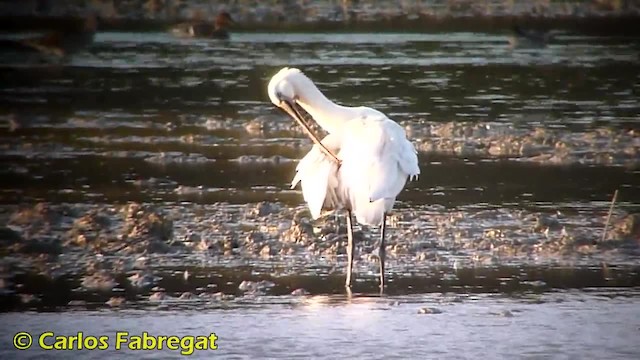 Eurasian Spoonbill - ML201879071