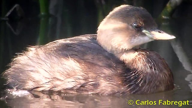 Little Grebe (Little) - ML201879081