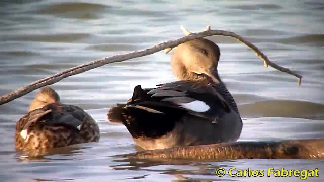 Canard chipeau (strepera) - ML201879091