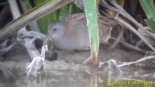 Water Rail - ML201879101