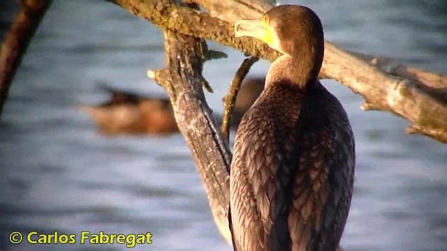 Great Cormorant (Eurasian) - ML201879121