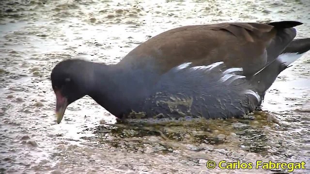 Eurasian Moorhen - ML201879131