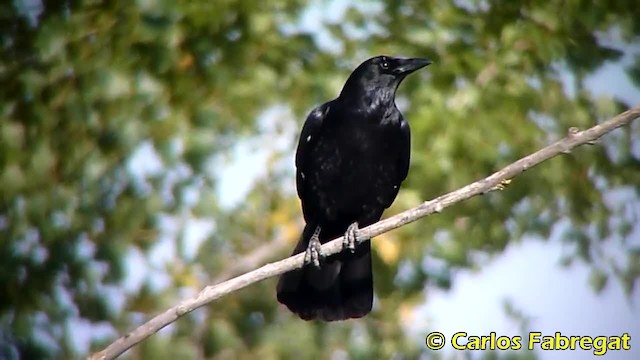 Carrion Crow - ML201879161