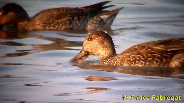 Green-winged Teal (Eurasian) - ML201879171