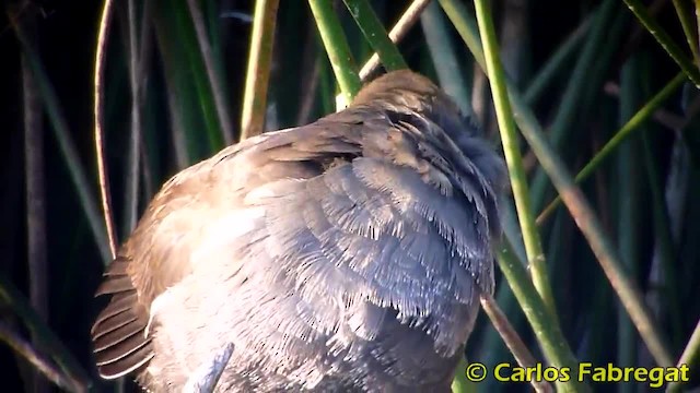 Eurasian Moorhen - ML201879181