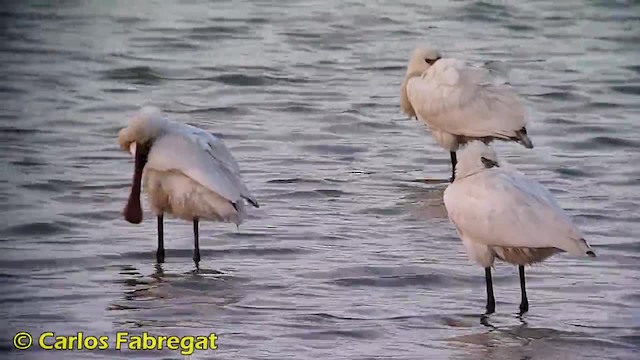 Eurasian Spoonbill - ML201879191