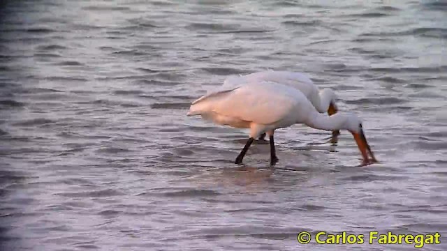 Eurasian Spoonbill - ML201879201