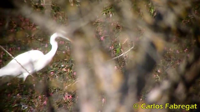 Great Egret (alba) - ML201879311