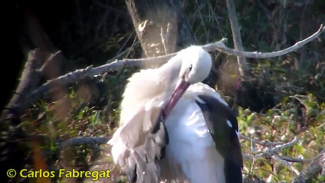 White Stork - ML201879321