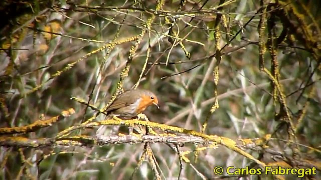 European Robin - ML201879331