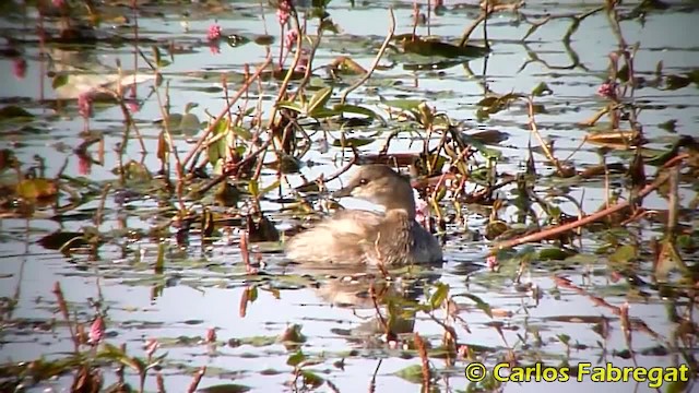 Little Grebe (Little) - ML201879361