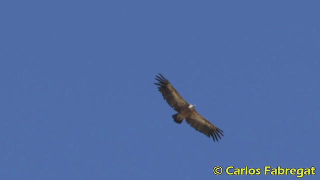 Eurasian Griffon - ML201879371