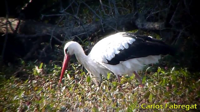 White Stork - ML201879411