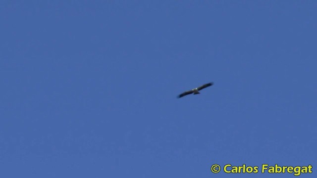 Booted Eagle - ML201879451