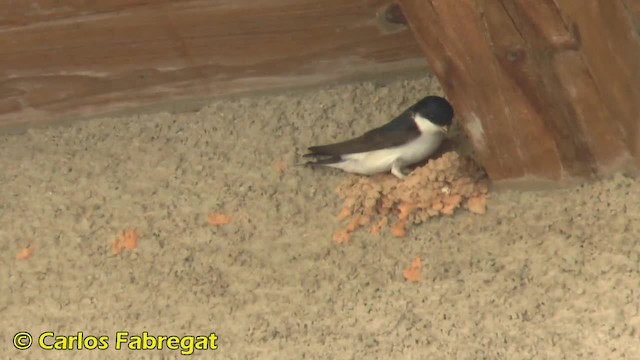 Western House-Martin - ML201879461