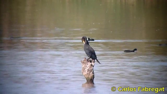 Cormorán Grande - ML201879531