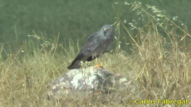 Montagu's Harrier - ML201879551