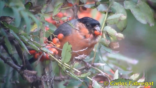 Eurasian Bullfinch (Eurasian) - ML201879621