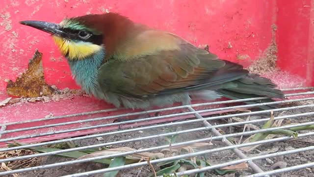 European Bee-eater - ML201879671