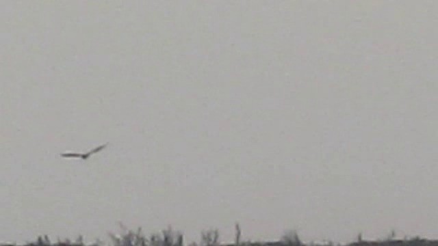ヨーロッパノスリ（buteo） - ML201879731